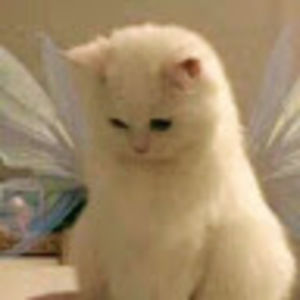 Meet your Posher, Roslyn